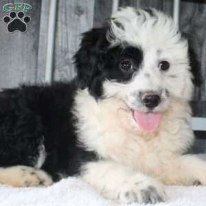 Valerie, Mini Aussiedoodle Puppy